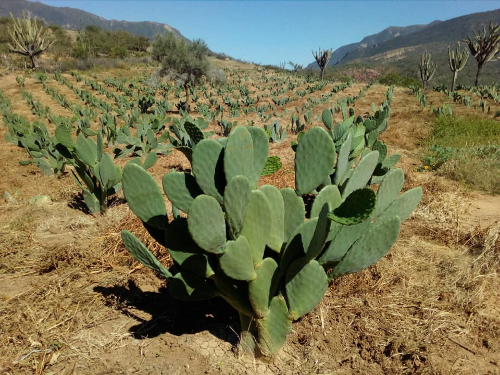 Agricultores de tuna en Ayacucho