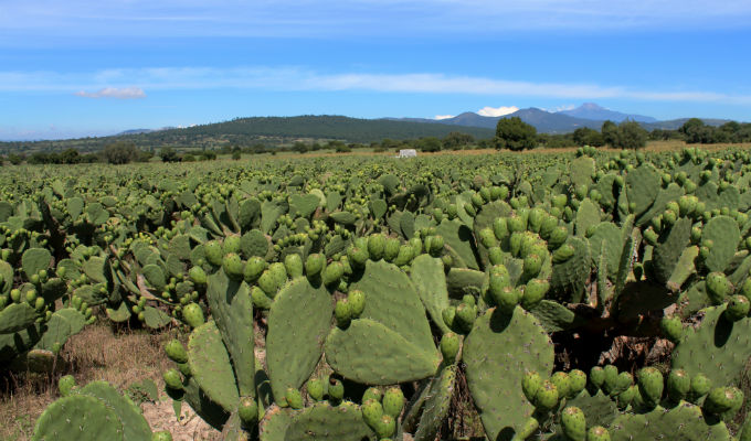 Campos de tuna en Pacaycasa